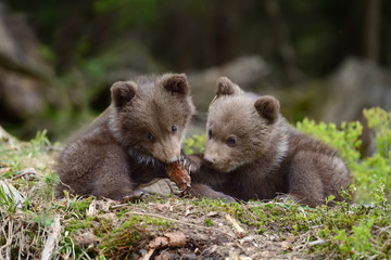 Brown bear cub