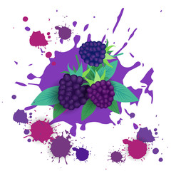 Blackberry Fruit Logo Watercolor Splash Design Fresh Natural Food Vector Illustration