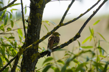 Trznadel na wierzbie © Katarzyna