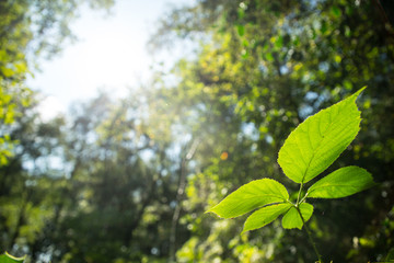 Green Leaf in the woods