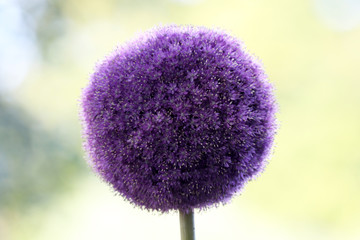 Allium