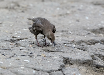 Young common starling on rhe ground