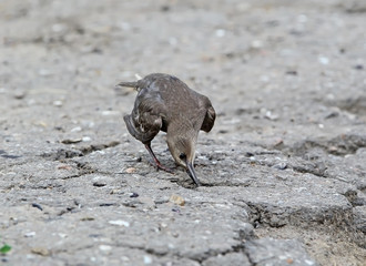 Young common starling on rhe ground