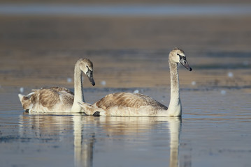 A pair of young swan in soft morning light