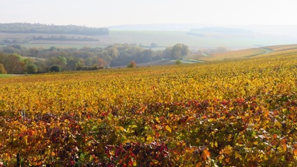 Paysage de vignes en automne en Champagne (France)