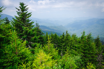 Landscape, travel, tourism. Green mountains, trees, grass. Horizontal frame