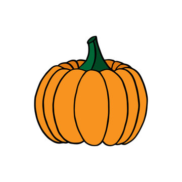 Orange pumpkin, vector illustration hand drawing, halloween pumpkin isolated on white background. Pumpkin vegetable icon or print.