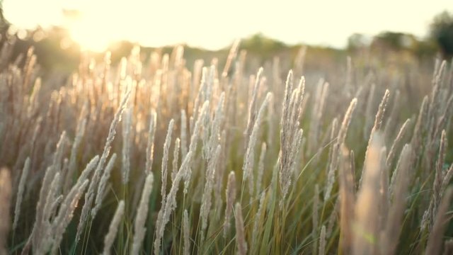 close up of grass field flowers at sunset orsunrise light. colorful nature background