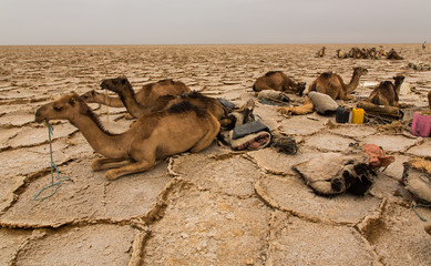 Camel in Dallol salt desert waiting to be loaded with salt