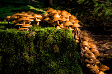 Puszcza Knyszyńska - grzyby © podlaski49