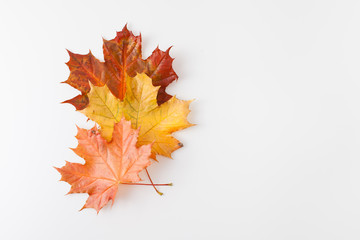 Autumn leaves on white background. Place for text.