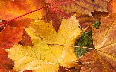 Naklejka na ściany i meble Autumn leaves on white background. Place for text.