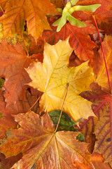 Autumn leaves on white background. Place for text.