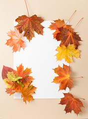 Naklejka na ściany i meble Autumn leaves on white background. Place for text.