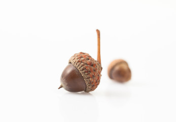 Acorns on a white background. Place for text.