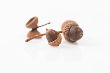 Acorns on a white background. Place for text.