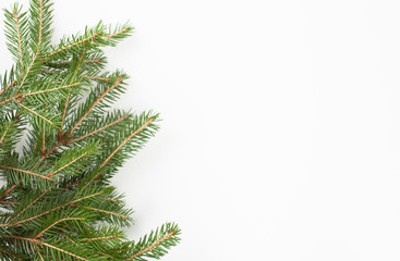 Spruce branch on a white background. Place for text.