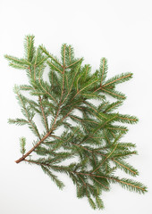 Spruce branch on a white background. Place for text.