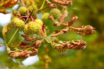 Simply autumn time, season, colors and background