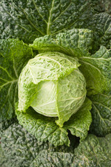 Fototapeta premium Cabbage is a good source of vitamin K, vitamin C and dietary fiber