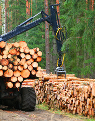 Lumberjack with modern harvester working in a forest. Wood as a source renewable energy. 