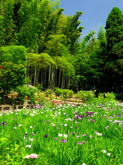 竹林と菖蒲園