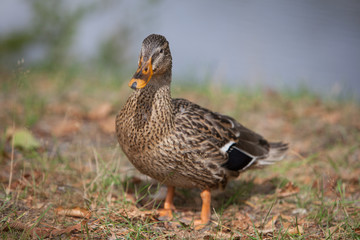 Duck