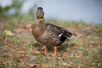 Duck