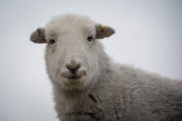 Herdwick sheep, Cumbria