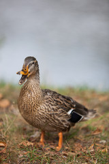 Duck