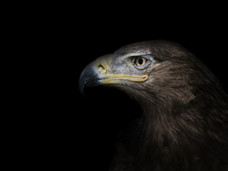 Naklejka premium eagle in profile close-up on a black background