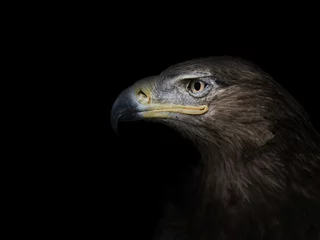 Crédence de cuisine en verre imprimé Aigle eagle in profile close-up on a black background