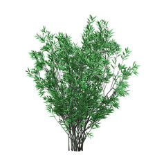 3D Rendering Oleander Bush with Flowers on White