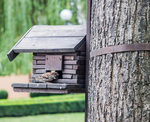 Воробей  сидит возле кормушки