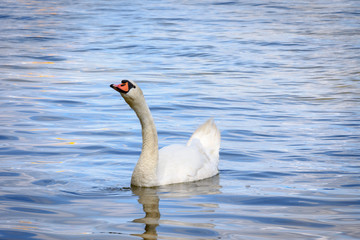 Cygne