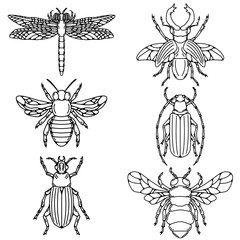 Set of beetle illustrations isolated on white background.