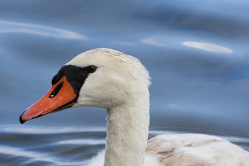 Cygne