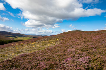 Fototapeta na wymiar Cairngorms National Park, Scotland