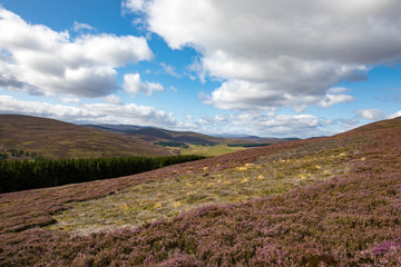 Obraz premium Cairngorms National Park, Scotland