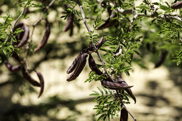 Large brown pods of the prickly mimosa, also known as Acacia farnesiana (Vachellia farnesiana)