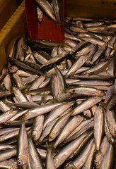 Fresh silvery Baltic herring lying in a box in the bazaar.