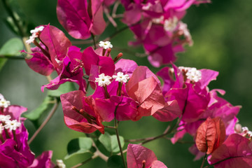 Pink flowers of the evergreen shrub Bougainvillea (Bougainvillea glabra)