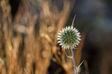 Prickle of faded Echinops commonly known as Globe Thistles (Echinops adenocaulos)