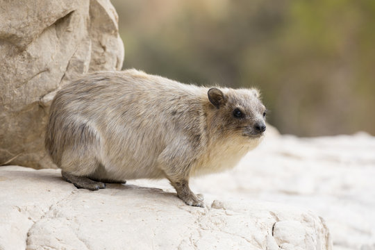 Cliff badger, Rock Hyrax, ein Gedi nature reserve, dead sea, Israel