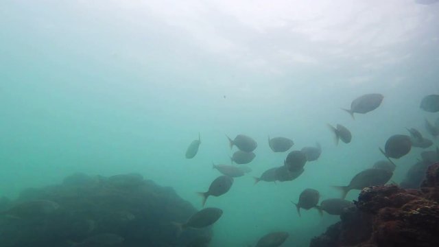 Flock of fish underwater swim Sargo, Salema, Robalo