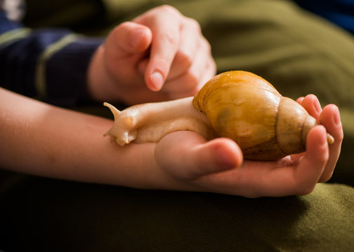 boy touching snail on his palm