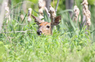 tete de cerf en nature