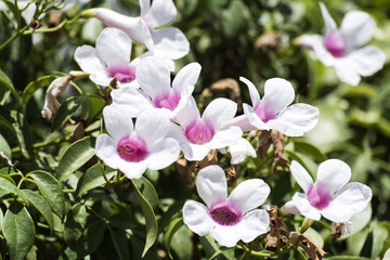 White delicate flowers with pink hearts (Pandorea jasminoides)