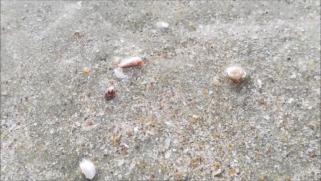 Hermit crab moving on the wet beach.