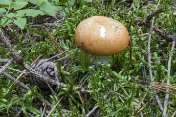 mushrooms in the Bavarian forest  Speisetäubling RUSSULA VESCA